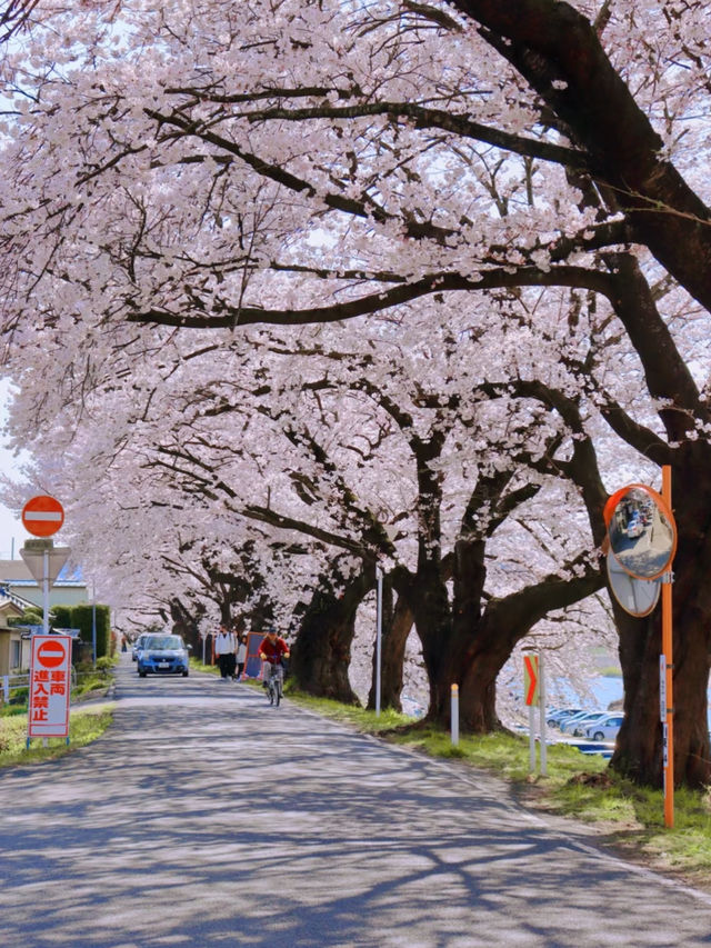 Miyagi's One-Mile Cherry Blossoms (Ippon Senbon Zakura) - A Must-See Sakura Experience! 🌸