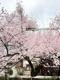 “Kyoto in Bloom: A Dream of Sakura and Serenity”