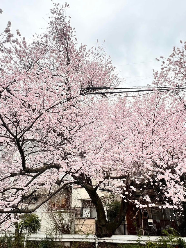 “Kyoto in Bloom: A Dream of Sakura and Serenity”