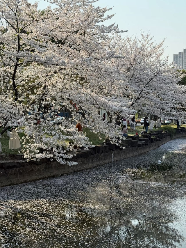 🌸 Spring Sakura Bliss at Changzhou Wenhui Garden 🌞