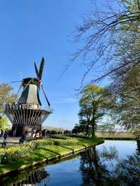 【オランダ】世界最大級のフラワーパーク🌷【キューケンホフ公園】