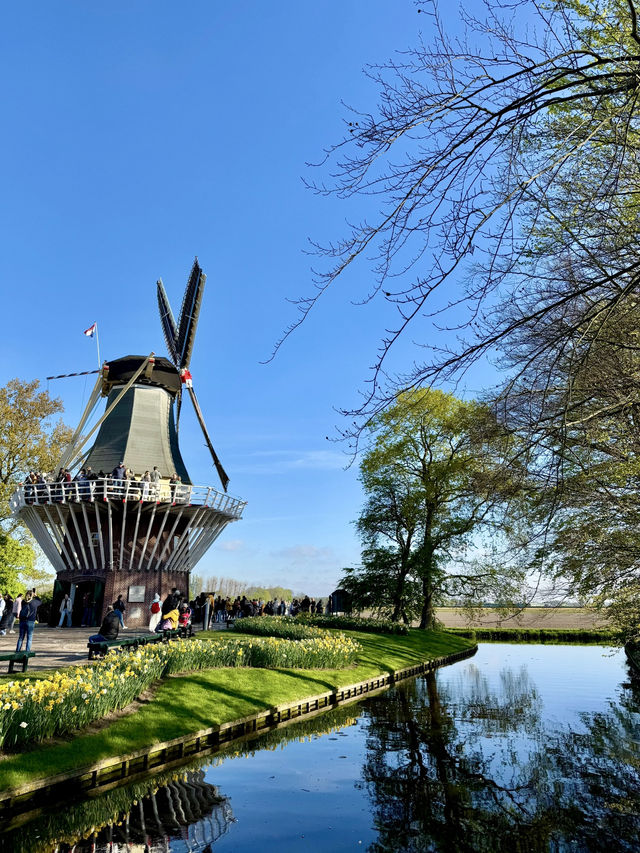 【オランダ】世界最大級のフラワーパーク🌷【キューケンホフ公園】