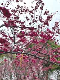 Cherry Blossom Season🌸