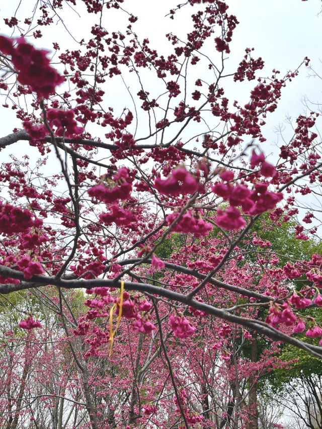 Cherry Blossom Season🌸