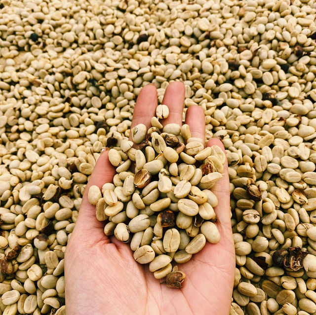 LEEPEE FARM ฟาร์มกาแฟพิเศษ ณ ดอยช้าง