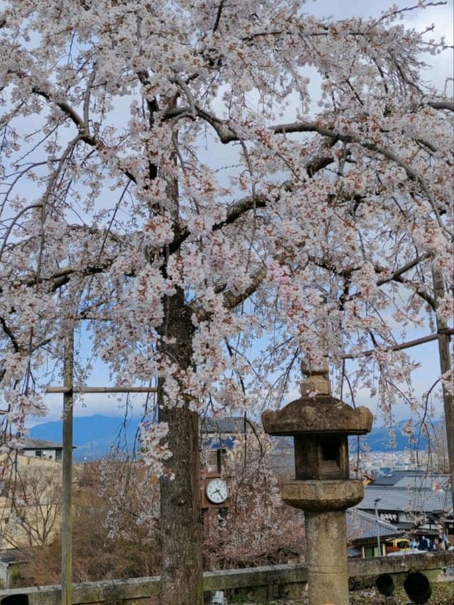 #古都的樱花之韵 #日本京都