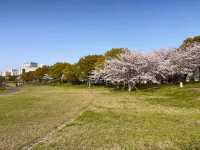 福岡海濱公園賞櫻---Minato 100 Nen Parkみなと100年公園
