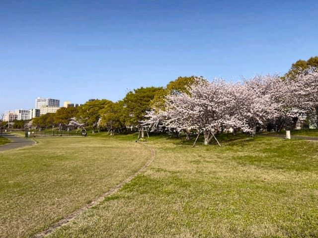 福岡海濱公園賞櫻---Minato 100 Nen Parkみなと100年公園