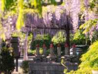 Petals and Peace: Rinsenji’s Springtime Secret
