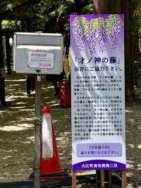 Spring Magic at Sainokami no Fuji