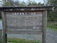 大自然の中の一本桜🌸🌸
