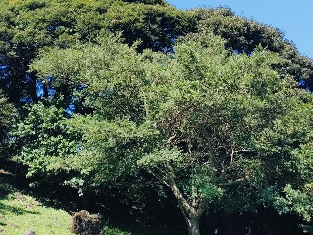 A Delightful Surprise at Jeju Cypress Forest