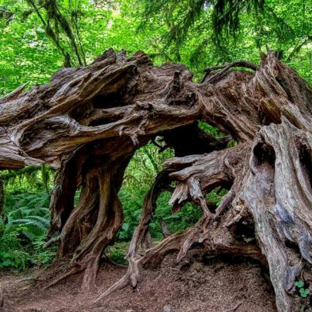 Hoh Rainforest – Olympic National Park, WA