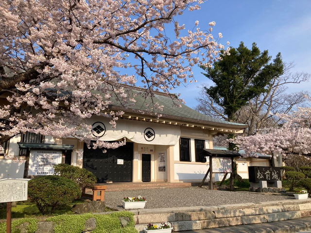 “Petals and Power: Matsumae Castle’s Spring Reign”