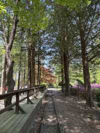 Day Trip to Nami Island 🇰🇷