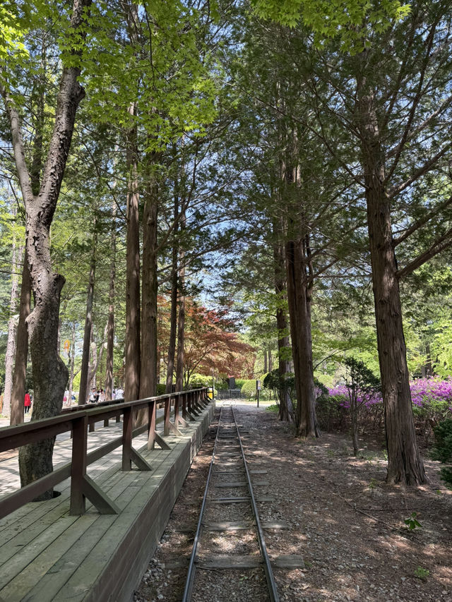 Day Trip to Nami Island 🇰🇷