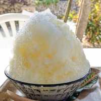 竹富島の水牛が神対応すぎる！