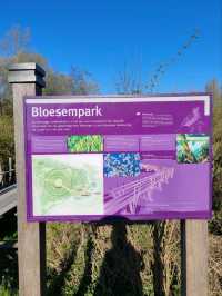 Fun Under The Cherry Blossom at Bloesempark