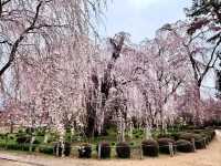Chill Blossoms and Temple 