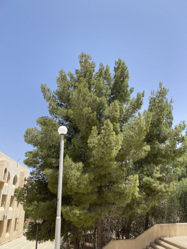 Standing Tall, Dressed in Green – Nature’s Majestic Giant!