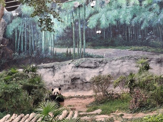 熊貓為食之旅