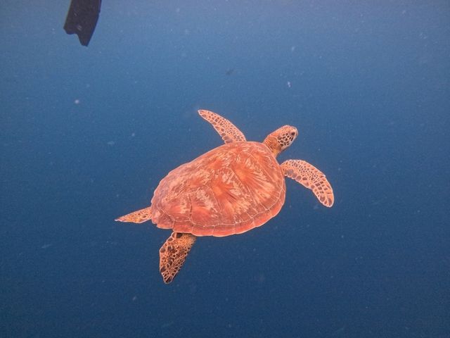 適合老中青三代共遊的薄荷島之旅
