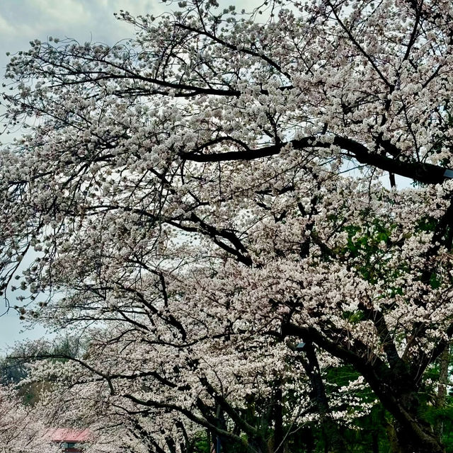 SEOUL GARDEN | A CHERRY BLOSSOM GETAWAY IN THE CITY 🌸🏙️✨