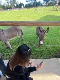 🦘🐨💕Up Close with Kangaroos at Lone Pine Sanctuary