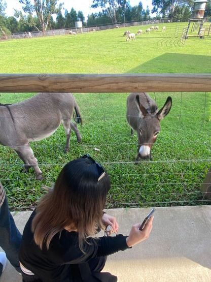 🦘🐨💕Up Close with Kangaroos at Lone Pine Sanctuary