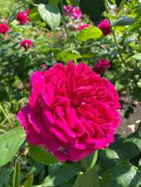 A Peaceful Escape in the Heart of the City: Hyde Park