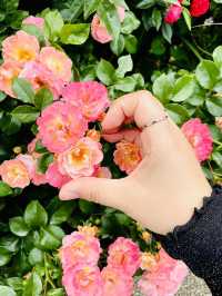 Rose เลิฟเวอร์