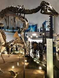 Winter Wonders in Fukui – Temples, Dinosaurs & Peaceful Shrines 
