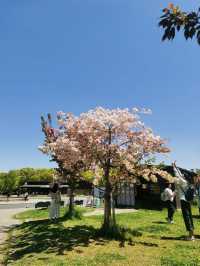 🗾 "From Himeji to Matsumoto, every turr