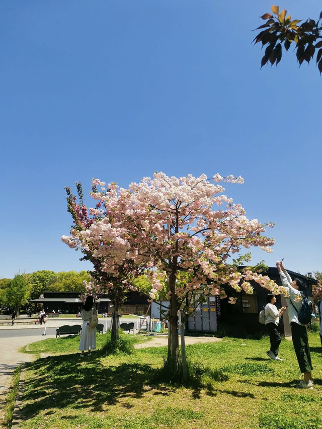 🗾 "From Himeji to Matsumoto, every turr