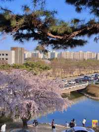 대전 벚꽃 나들이 🌸🩷