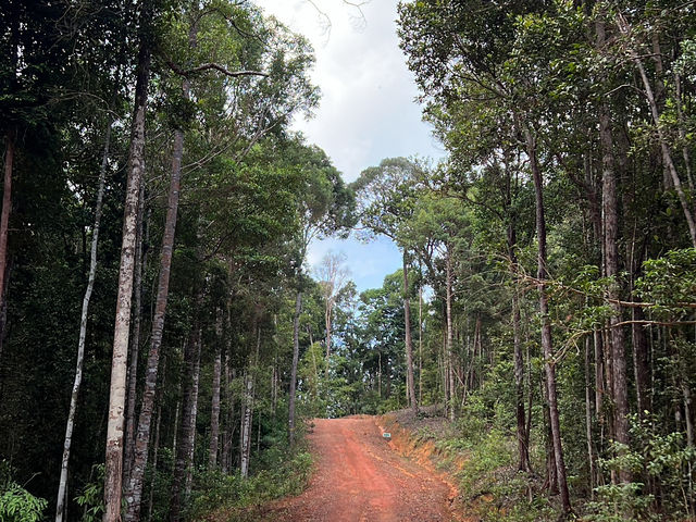 Panbil Nature Reserve: A Thrilling Jungle Workout with Stunning Rewards