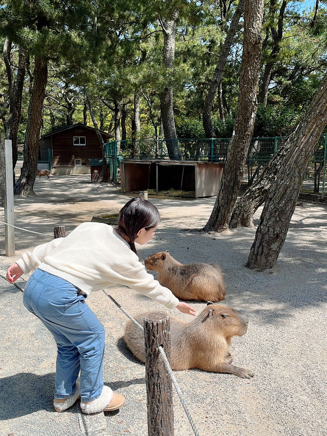 🦘 후쿠오카에서 자연과 동물을 함께 즐기는 힐링 스팟, 우미노나카미치 동물의 숲