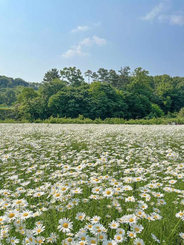 현시각 샤스타데이지가 제일 예쁜 카페지새울 🌼💛