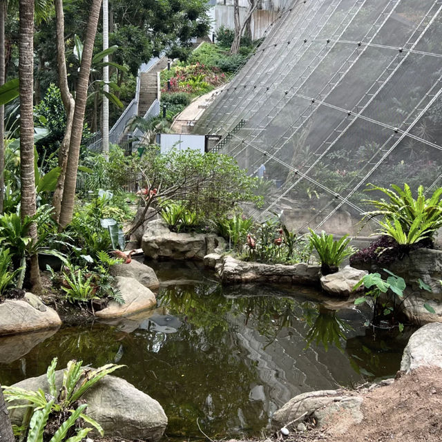 🦜🌿 Hong Kong Hidden Gem | Free Immersive Birdwatching in Central?!