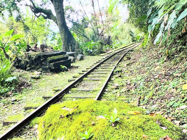 花蓮｜池南國家森林遊樂區