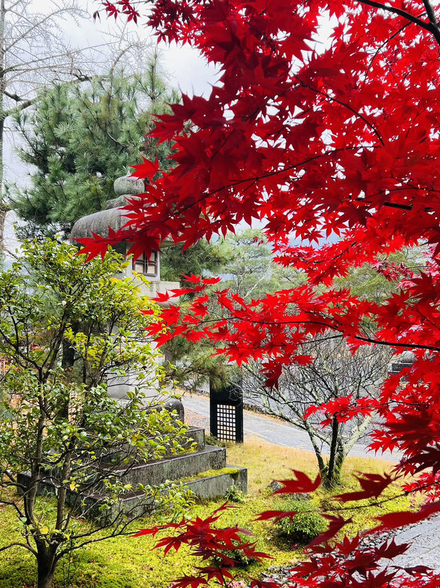  🍁嵐山の次はここ！静かに癒される「奥嵯峨」モデルルート🧭