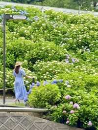 京都 ❤︎ 10,000株を超えるあじさいの小径🩵💜🩷