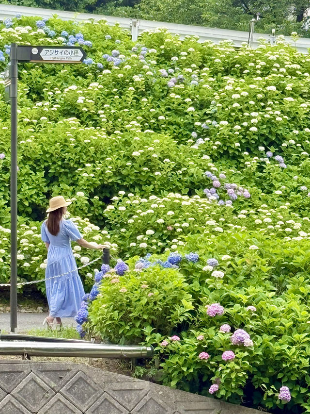 京都 ❤︎ 10,000株を超えるあじさいの小径🩵💜🩷