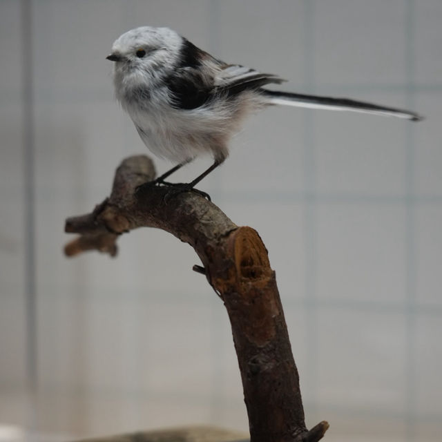 名古屋市科学館の特別展