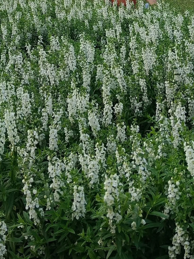 都会の喧騒を離れて、自然に包まれたスワンルアン・ラマ9で心をリセット🌿🌸
