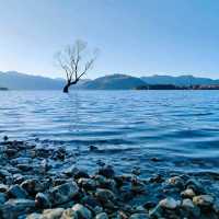 That Wanaka Tree