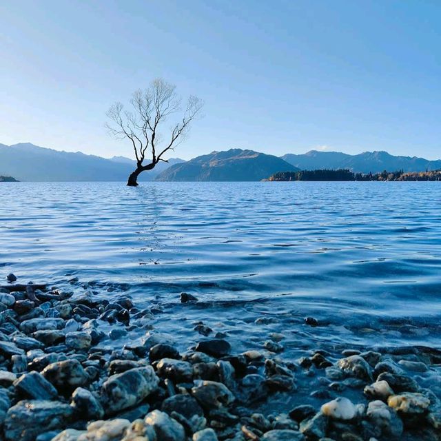That Wanaka Tree