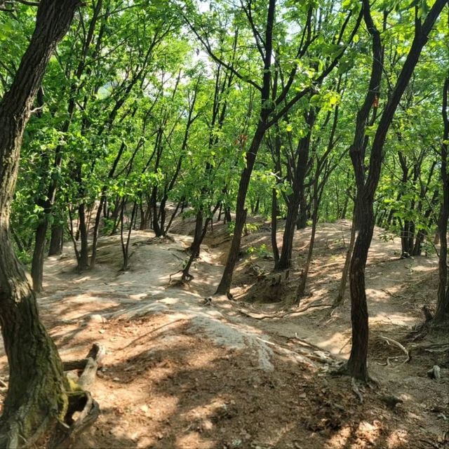 Quiet Trails, Forest Feels, and a Sneaky-Good Summit