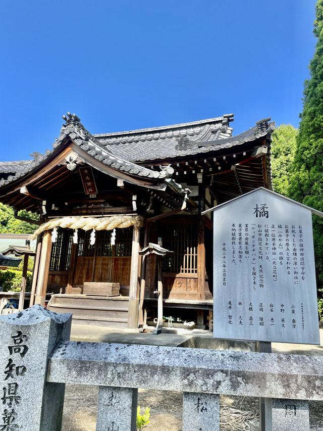 마쓰야마 ⛩️ 유신사에서 소원 비는 법 & 운세 뽑기 가이드