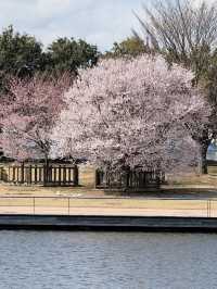 歴史と自然が調和する城下の憩い🌸 富山城址公園で静かなひととき